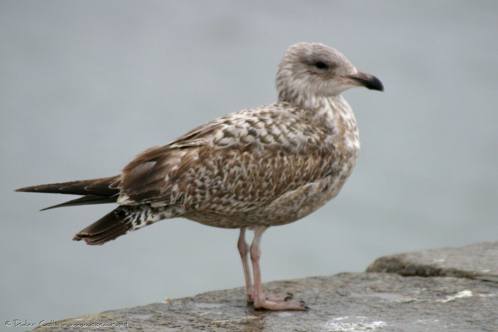 European Herring Gull, identification