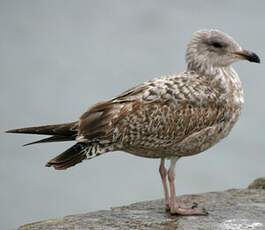 European Herring Gull