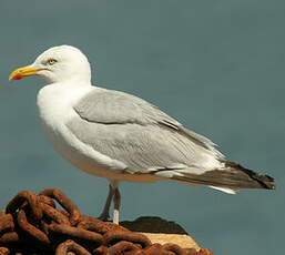 European Herring Gull