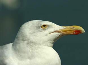 Goéland argenté