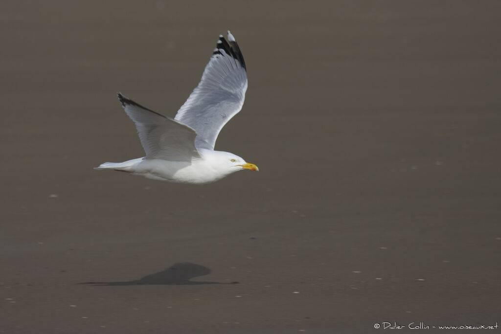 European Herring Gull, Flight