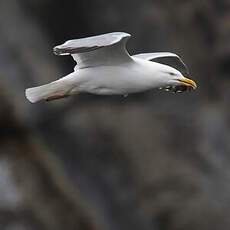 European Herring Gull