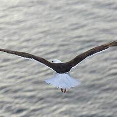 Lesser Black-backed Gull