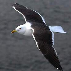 Lesser Black-backed Gull