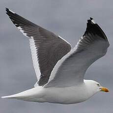 Lesser Black-backed Gull