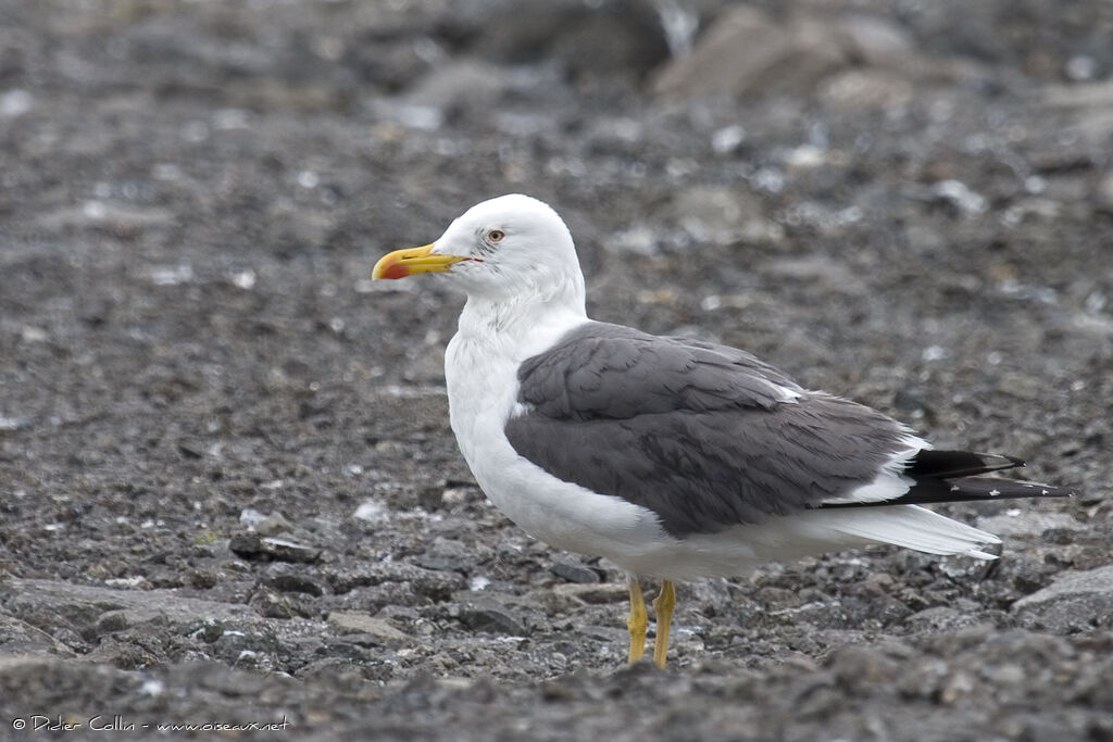 Lesser Black-backed Gulladult breeding, identification