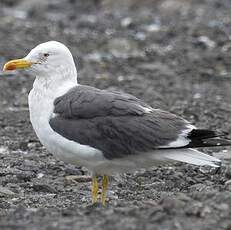 Lesser Black-backed Gull