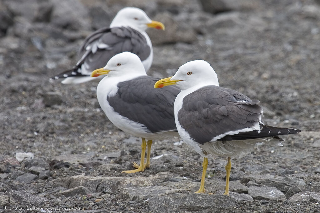 Lesser Black-backed Gulladult