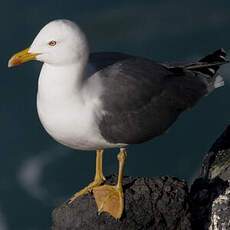 Lesser Black-backed Gull