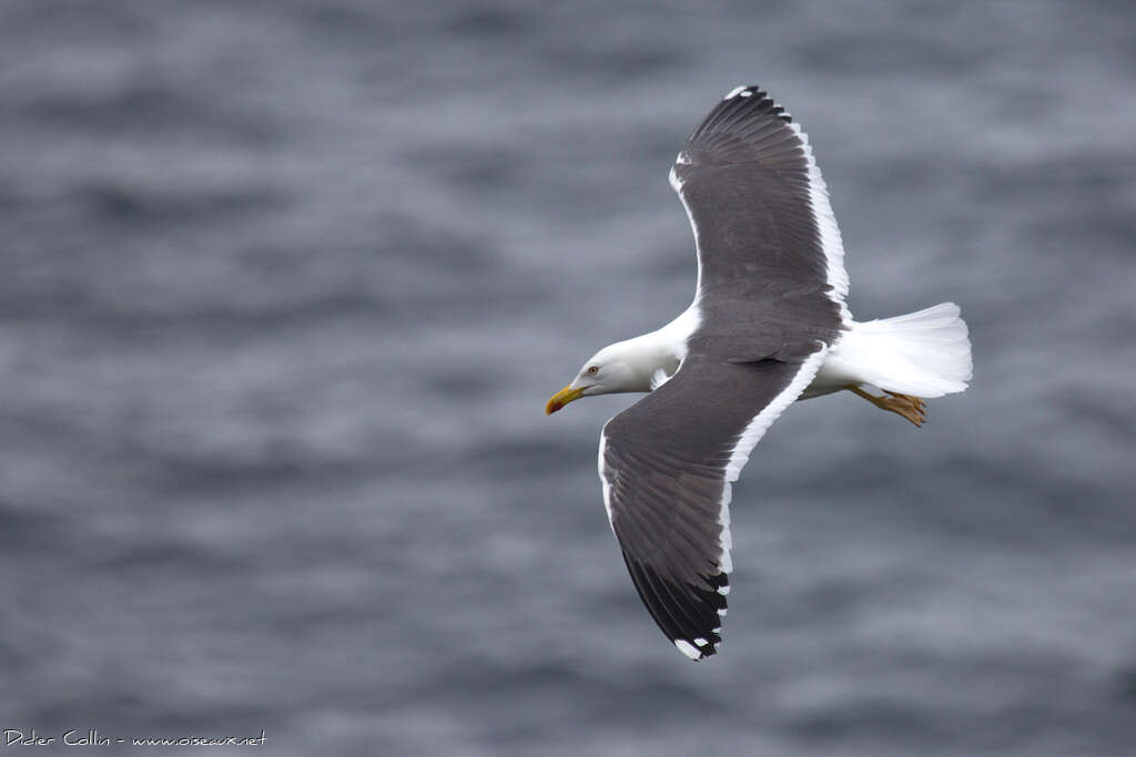 Lesser Black-backed Gulladult breeding, Flight