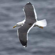 Lesser Black-backed Gull