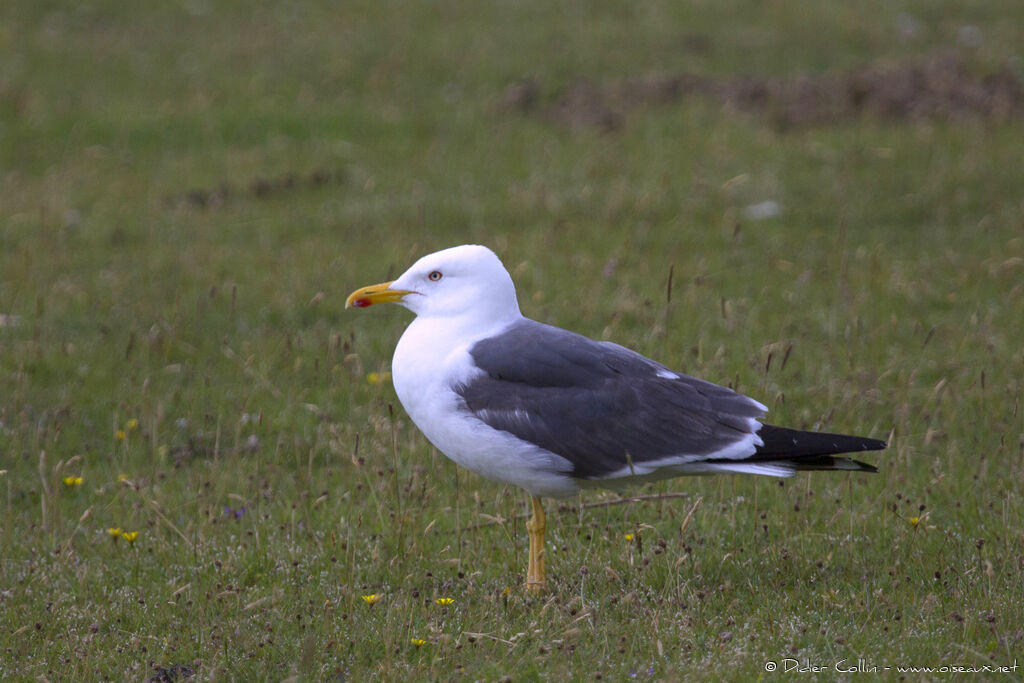 Goéland brunadulte nuptial, identification