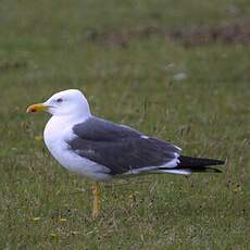 Lesser Black-backed Gull