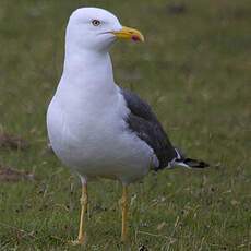 Lesser Black-backed Gull