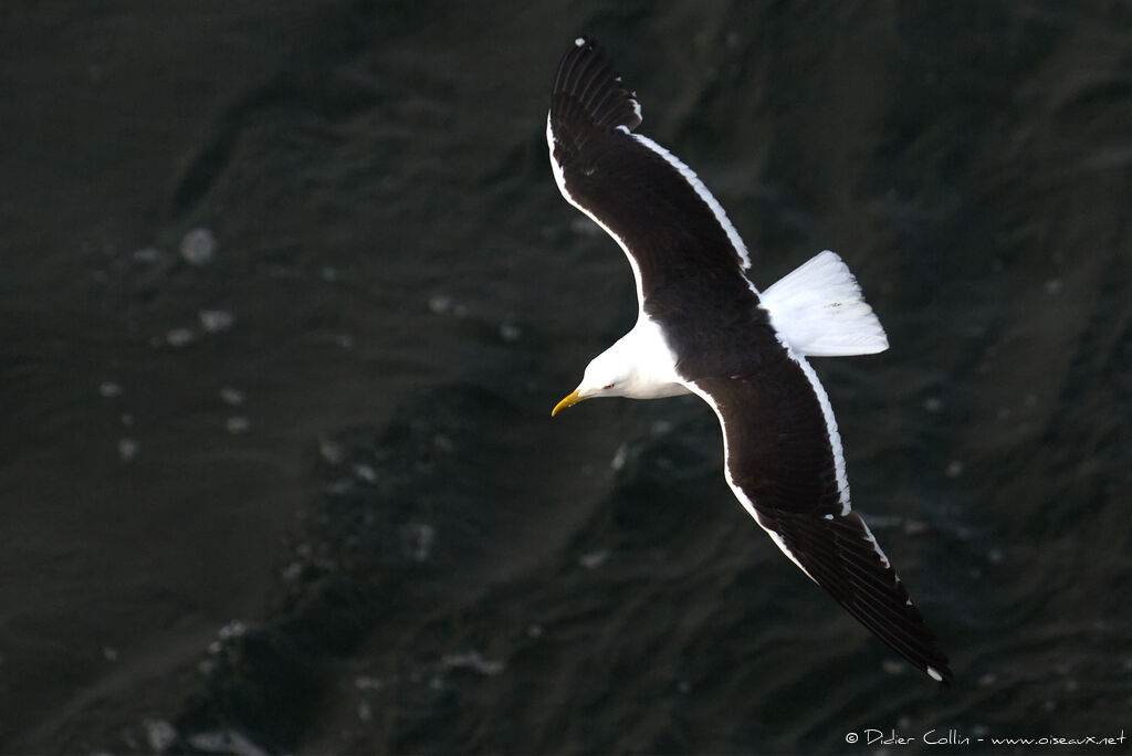 Lesser Black-backed Gulladult, aspect, Flight