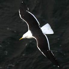 Lesser Black-backed Gull