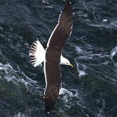 Lesser Black-backed Gull