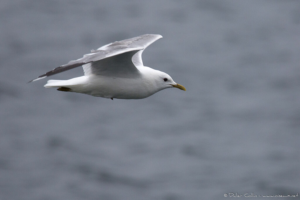 Common Gulladult breeding, Flight