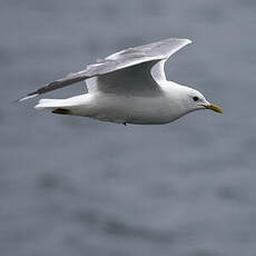 Mew Gull