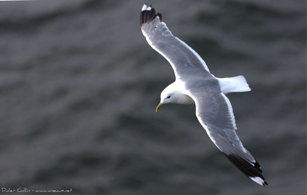 Common Gulladult breeding, identification, aspect