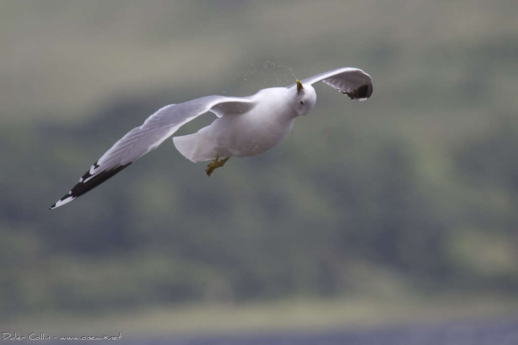 Mew Gulladult breeding, Flight, Behaviour