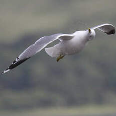 Mew Gull