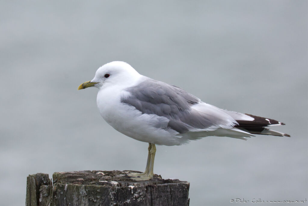 Common Gulladult breeding, identification