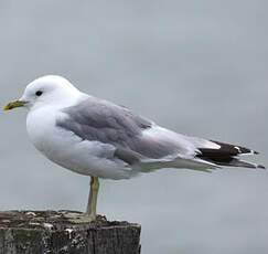 Mew Gull