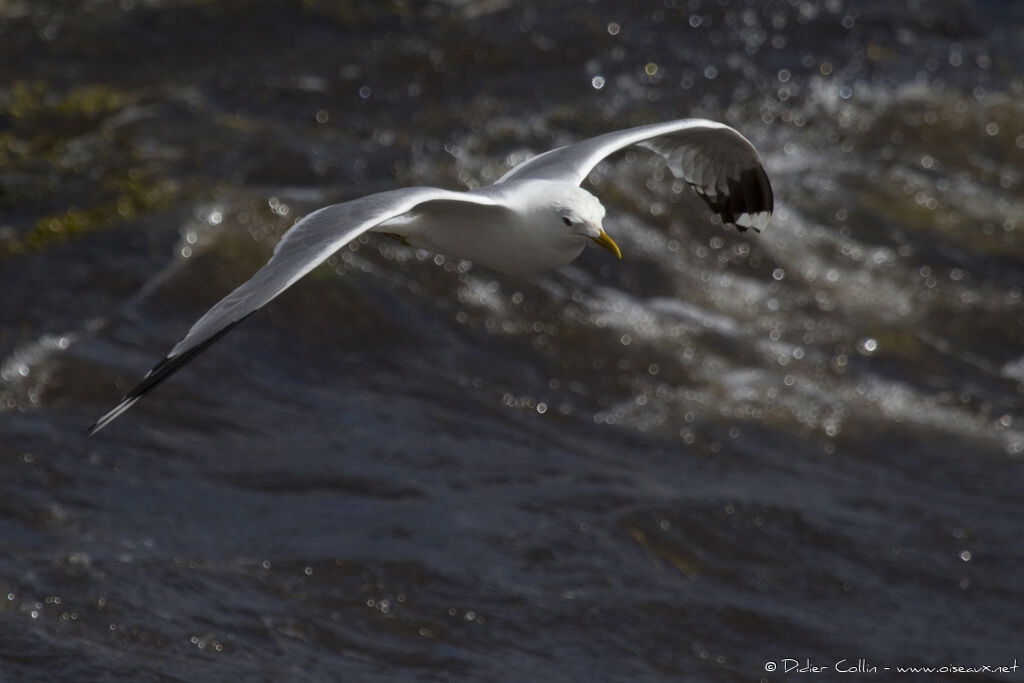 Mew Gulladult breeding, Flight