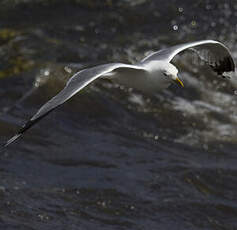 Common Gull