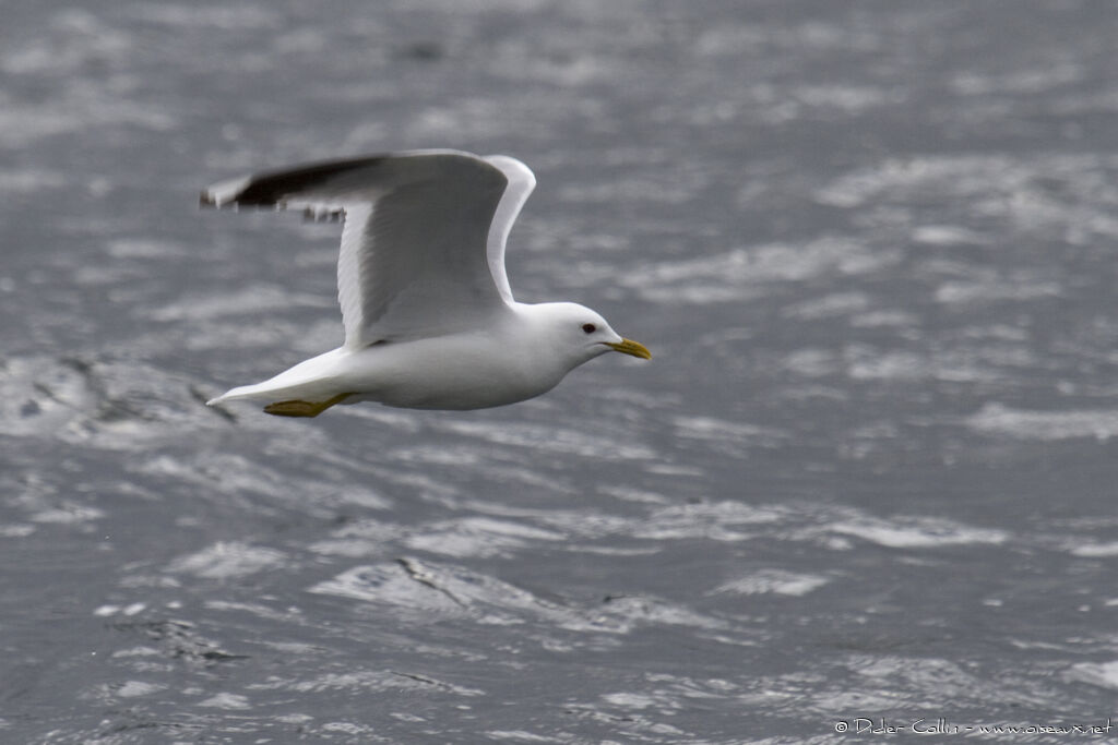 Common Gulladult breeding, Flight