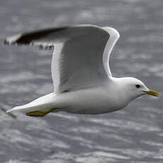 Common Gull