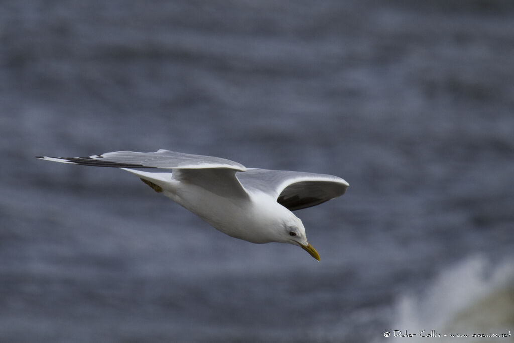 Mew Gulladult breeding, Flight