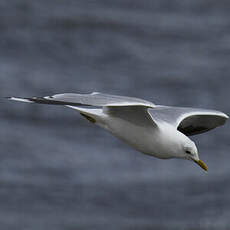 Mew Gull