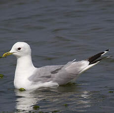 Mew Gull