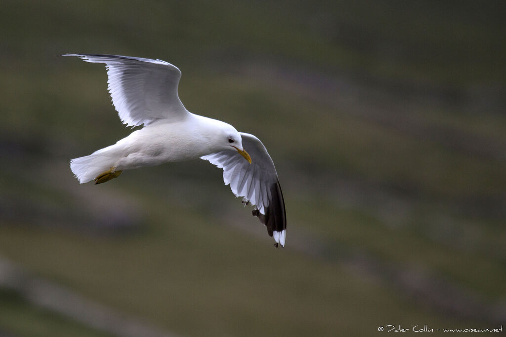 Common Gulladult breeding, Flight