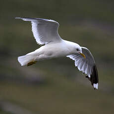 Common Gull