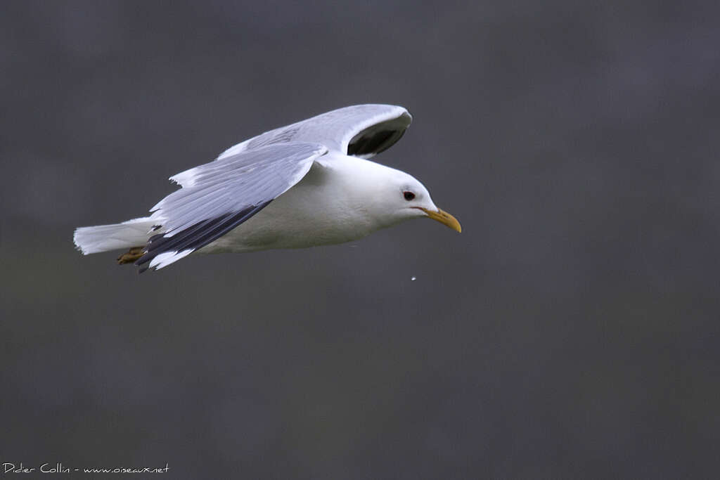 Common Gulladult breeding, Flight