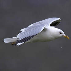 Common Gull