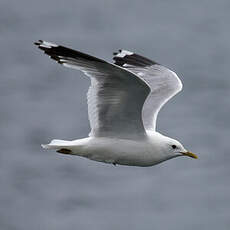 Common Gull