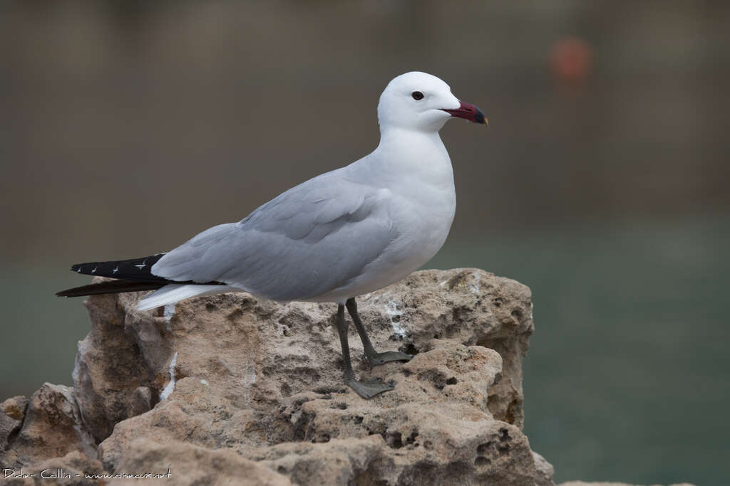 Goéland d'Audouinadulte, identification