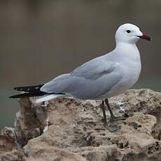 Audouin's Gull