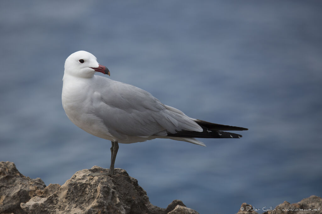 Goéland d'Audouinadulte, identification