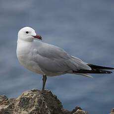 Audouin's Gull