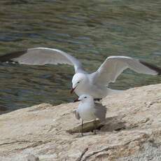 Audouin's Gull