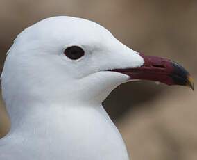 Audouin's Gull