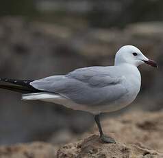 Audouin's Gull