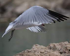 Audouin's Gull