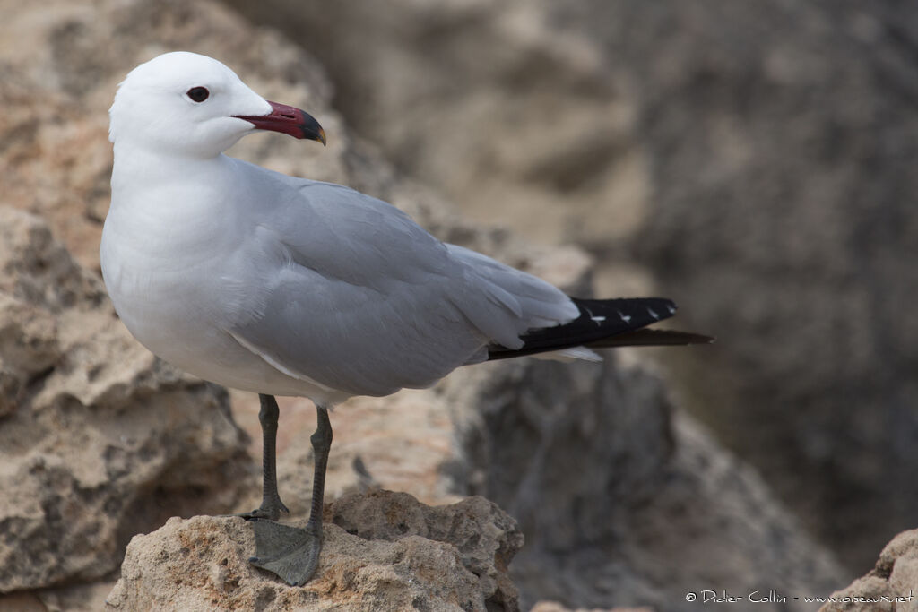 Goéland d'Audouinadulte, identification