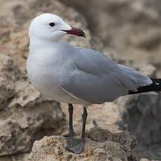 Audouin's Gull